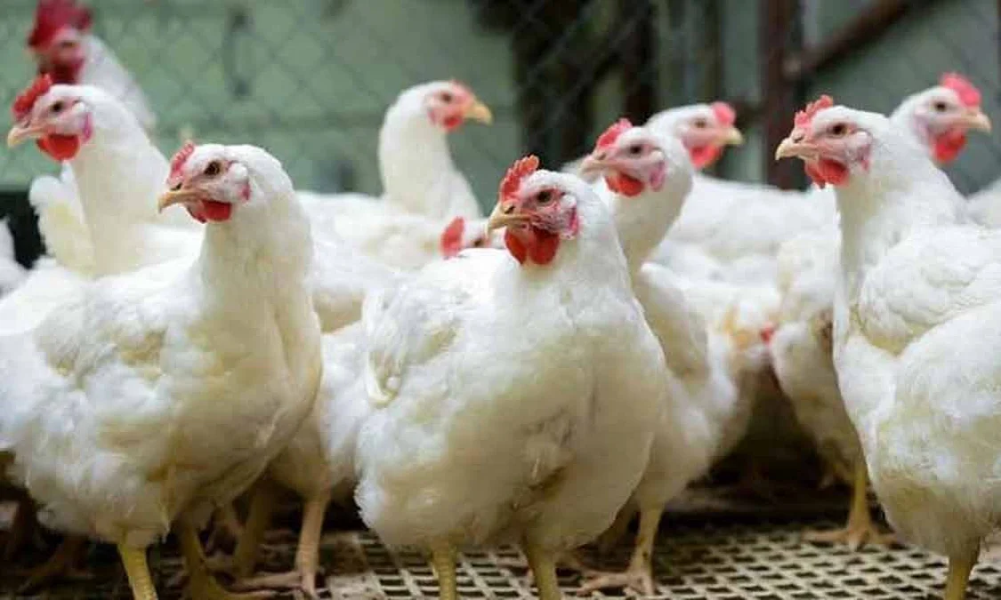 ব্রয়লার মুরগির দাম কেজি ২০০ টাকা ছাড়াল