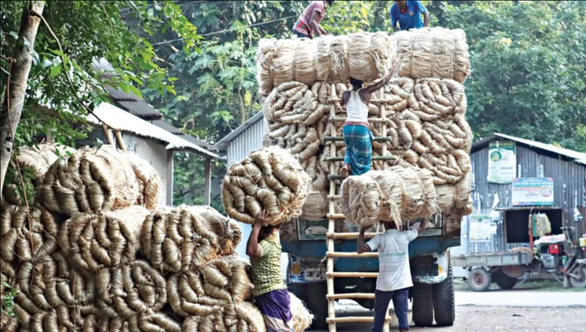 রপ্তানি সীমিত, তবুও বাজারে পাটের দাম বাড়ছে