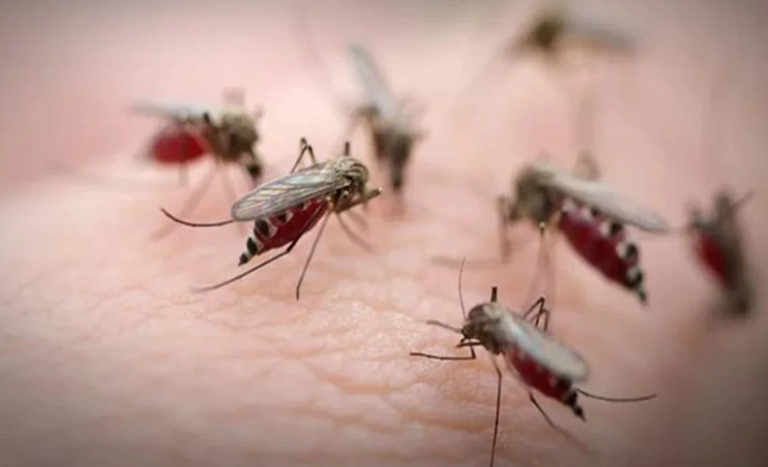 মশার যন্ত্রণায় অতিষ্ঠ ঢাকাসহ সারাদেশ