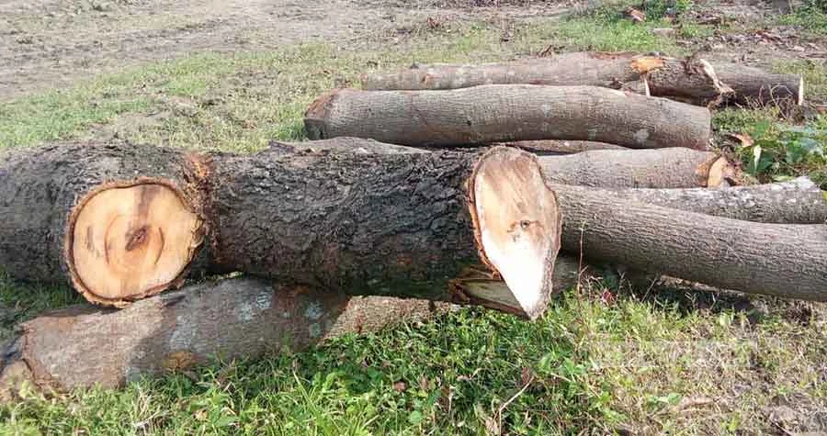 রাজশাহী মেডিকেল বিশ্ববিদ্যালয়ের ক্যাম্পাসে শত শত গাছ লুট, তদন্তের দাবি