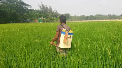 বালাইনাশকে বিষাক্ত বাংলাদেশ, নিয়ন্ত্রণে আসছে নতুন আইন
