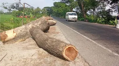 রাজশাহীতে তিন উন্নয়ন প্রকল্পে কাটা হচ্ছে ২ হাজার ৬৩১টি গাছ